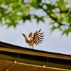 京都 金閣寺 鳳凰と新緑