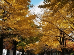 札幌 錦秋の通学道