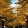 札幌 錦秋の通学道
