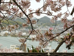 尾道 桜の港都