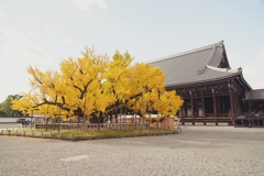 京都 西本願寺 逆さ銀杏