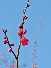 京都 早春の梅