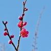 京都 早春の梅
