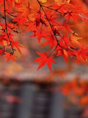 岡山 法界院 紅葉