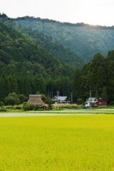 京都 美山 作物の絨毯