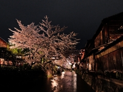 京都  祇園白川