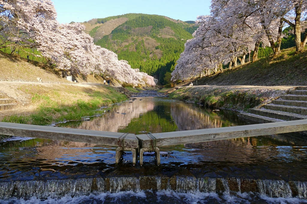 滋賀 鮎川千本桜