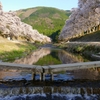 滋賀 鮎川千本桜