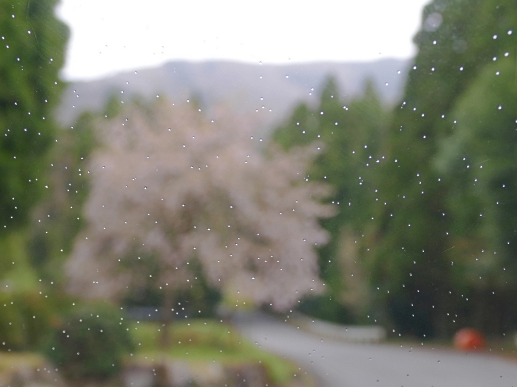 京都 越畑 桜＆雨