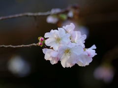 京都 平野神社 十月桜