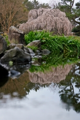 京都 京都御苑 出水の川の春