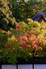 京都 南禅寺 秋の色付き
