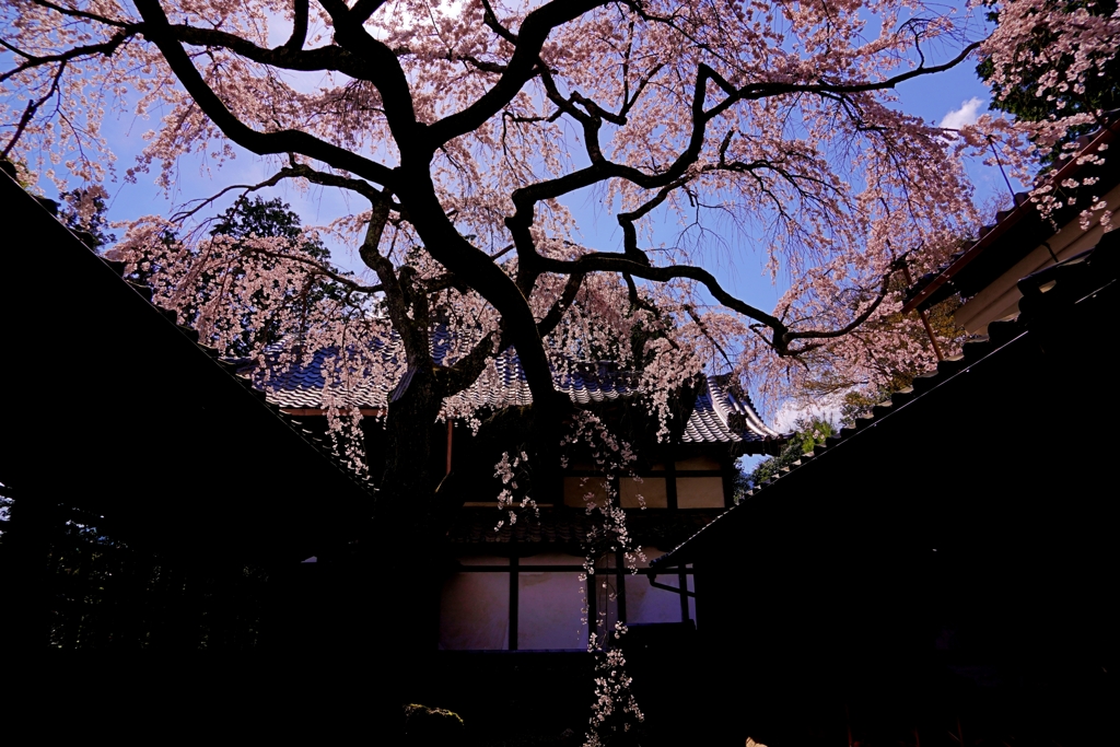 京都 十輪寺 天蓋の桜