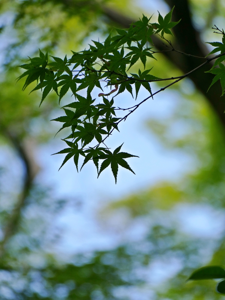 京都 爽やかな新緑