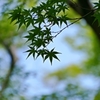 京都 爽やかな新緑