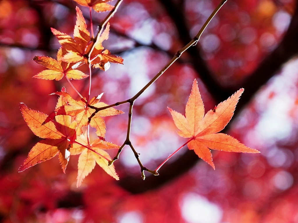 京都 紅葉の姿