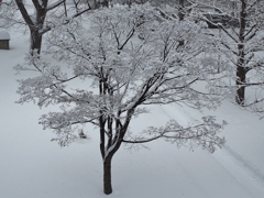 札幌 樹氷の華