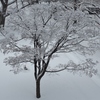 札幌 樹氷の華