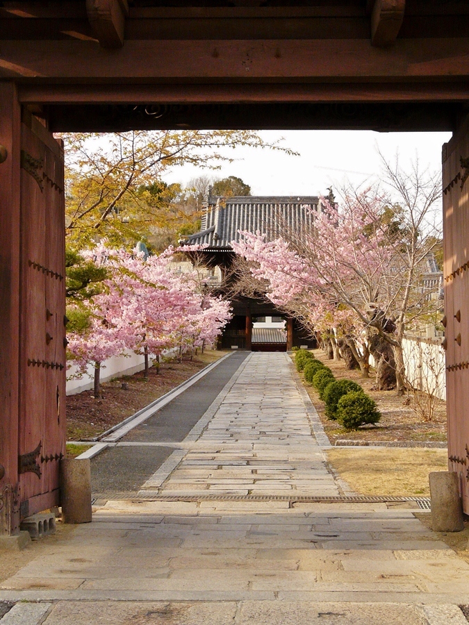 早春 河津桜