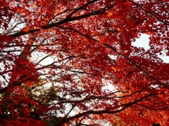 岡山 岡大 紅葉