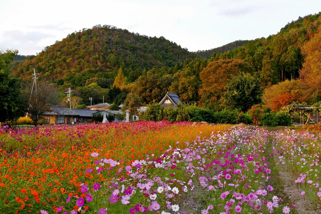 京都府 初秋の小さな村