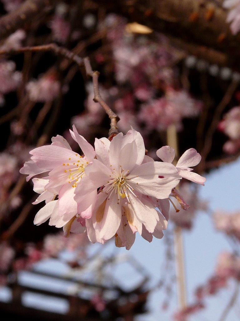 岡山 妙林寺 妙法ふしぎ桜