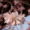 岡山 妙林寺 妙法ふしぎ桜