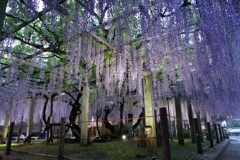 滋賀 三大神社 藤