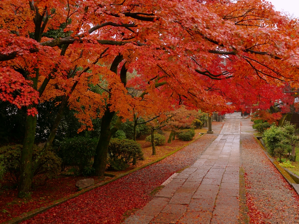 京都 養源院 もみじの回廊