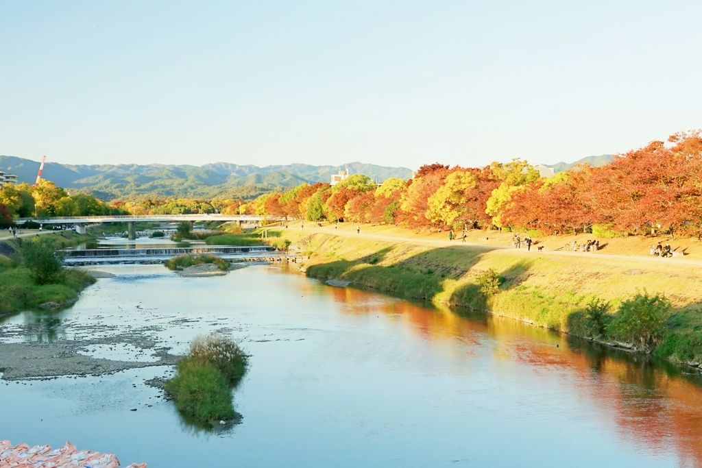 京都 鴨川 彩秋