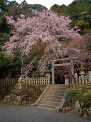 京都 大豊神社 しだれ桜