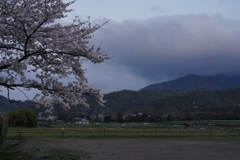 京都 嵯峨野の平野