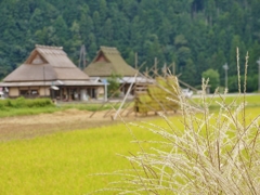 京都 美山 収穫の季節