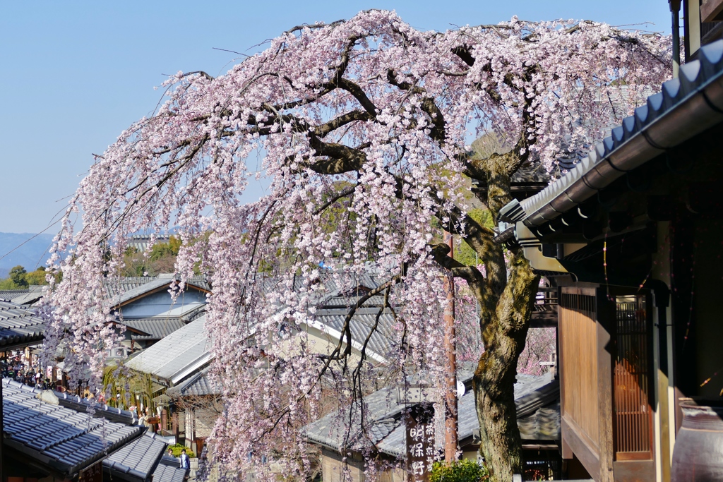 京都 産寧坂の春色 V
