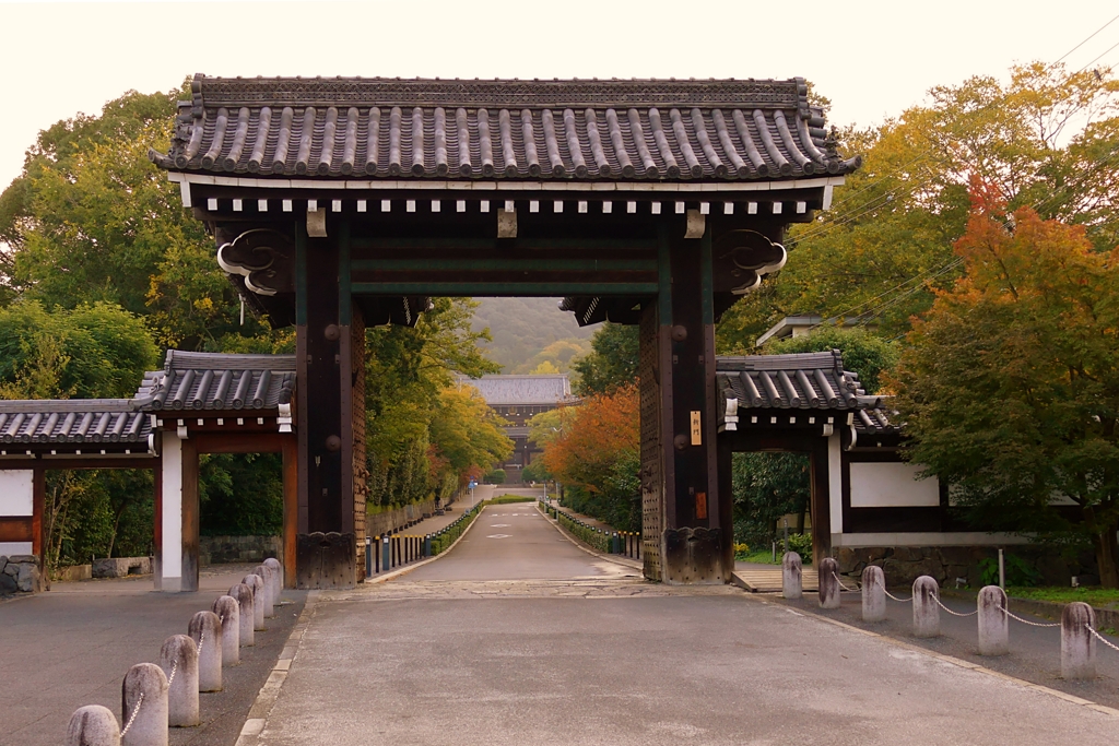 京都 知恩院 桜紅葉