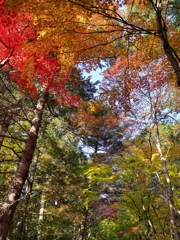 京都 秋の彩り