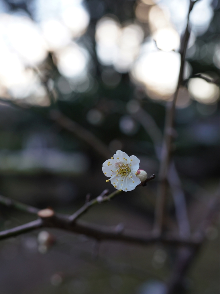 京都 春の始め