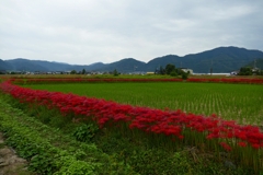 亀岡 彼岸花