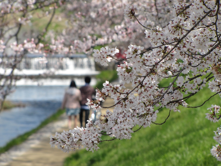 京都 賀茂川 桜