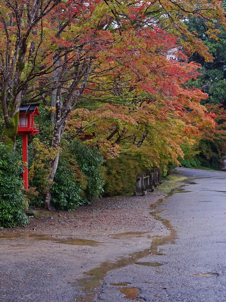 亀岡 鍬山神社 雨中のもみじ