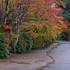 亀岡 鍬山神社 雨中のもみじ