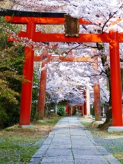 京都 竹中稲荷神社 桜