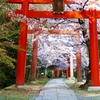 京都 竹中稲荷神社 桜