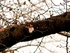 京都 記録の桜開花