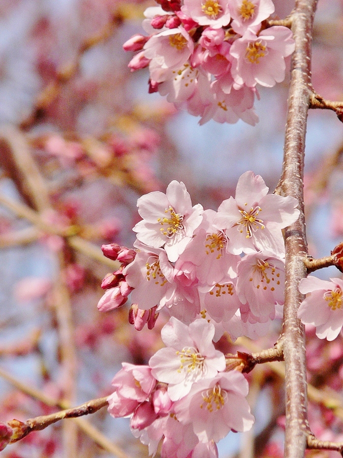 早春 河津桜