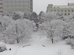 雪景色