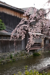 京都 祇園白川 桜