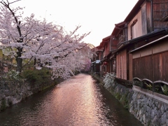 京都 祇園白川　桜