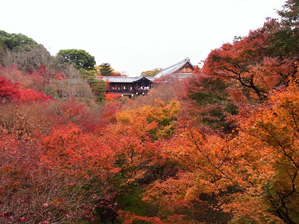 京都 東福寺 紅葉