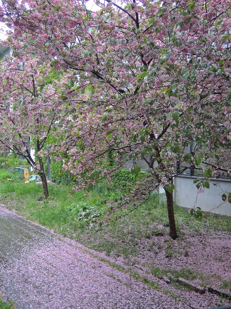 札幌 桜